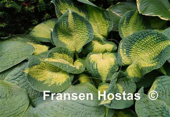 Hosta Brother Stefan